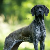 Vizir, chien à adopter