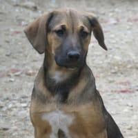 PICHU, chien à adopter