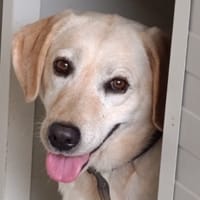 Sidji, chienne à adopter