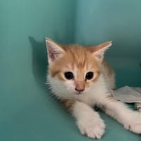 ZELIE, chatte à adopter