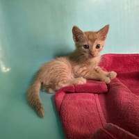 YON, chat à adopter