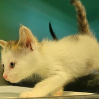 SIMONETTE, chatte à adopter