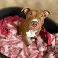KOBA, chien à adopter
