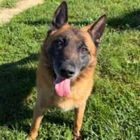 creed, chien à adopter
