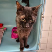 FLORIDE, chatte à adopter