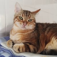ANUBIS, chat à adopter