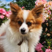 MOZZA, chienne à adopter