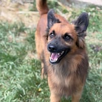 Leo CAA15355, chien à adopter