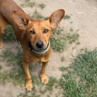 Leon CAA15356, chien à adopter