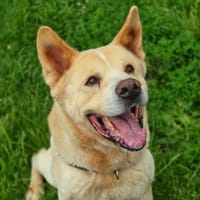 JINGO, chien à adopter