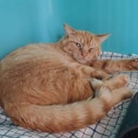 okapi, chat à adopter