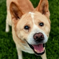 JIMBA, chien à adopter