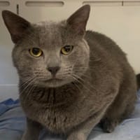 maho, chat à adopter