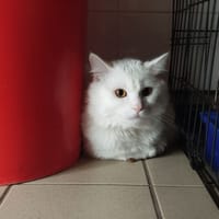 FREEZE, chat à adopter