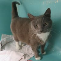 CAMILLE, chatte à adopter