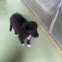 VOLT, chien à adopter