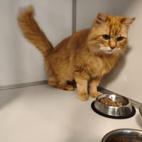 Jessy, chat à adopter