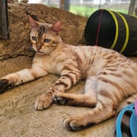 Flex, chat à adopter
