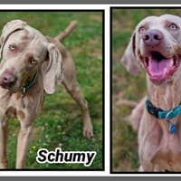 SCHUMY, chien à adopter