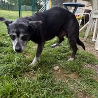 FENOUIL PAA24235, chien à adopter