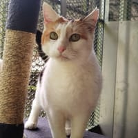 PERLE, chatte à adopter