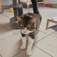 RIO, chat à adopter