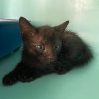 YIN, chatte à adopter