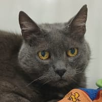 FORTUNIO, chat à adopter