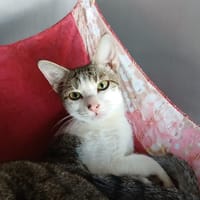 KIKI, chatte à adopter