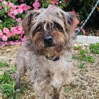 JOSE, chien à adopter