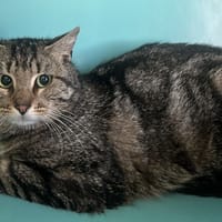 Marcel, chat à adopter