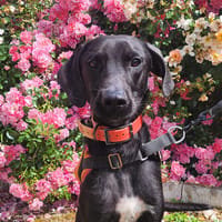 MOUTARDE, chien à adopter