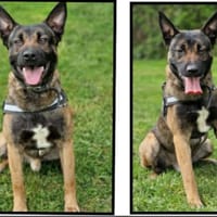 RIO, chien à adopter