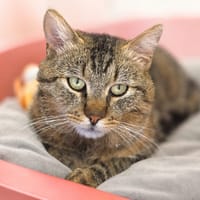 Bali, chat à adopter