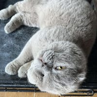 CHAMIGNON, chat à adopter