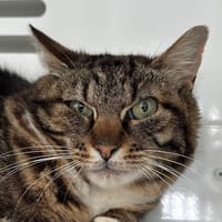 SUNNIE, chatte à adopter
