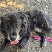 BOWLY, chien à adopter