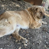 RIBEDDU, chien à adopter