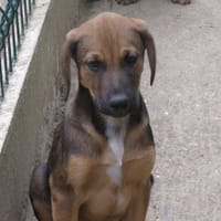 LUXIO, chien à adopter
