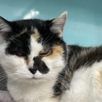 AVY, chatte à adopter