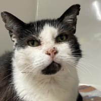 REMIX, chat à adopter