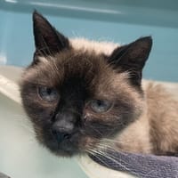 MINA, chatte à adopter