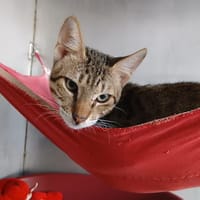 TIGGY, chat à adopter