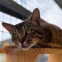 BRAHAM, chat à adopter