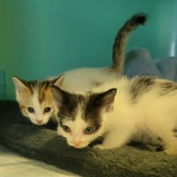 GUSTAVE, chat à adopter