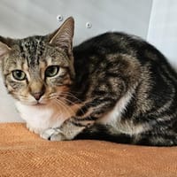 NOLA, chatte à adopter