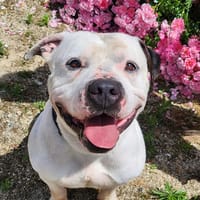 SCOTT, chien à adopter