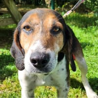 EDJI, chien à adopter