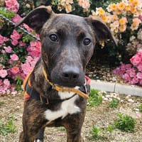 WANY, chienne à adopter