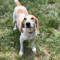 Becky CAA15354, chienne à adopter